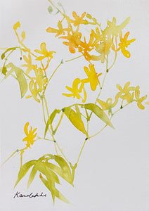 Yellow aranthera  ek