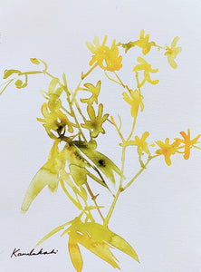 Yellow aranthera dui